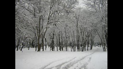 Българските гори