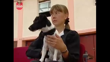 Funny Dog Dancing 