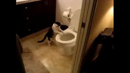Коте Пуска Водата В Тоалетна
