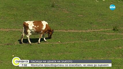 Пасища на цената на златото: Малките производители се опасяват, че няма да оцелеят