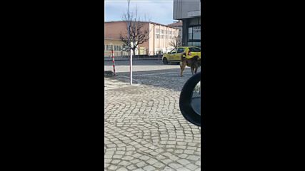 Бездомни кучета в Омуртаг