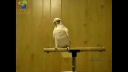 Папагала танцува (dance of apachi)