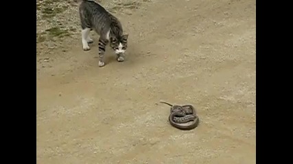 храброкот