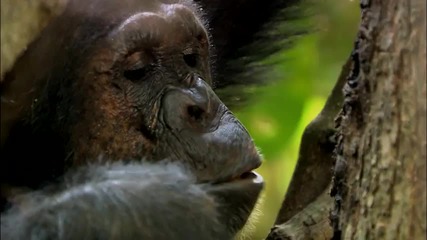 Chimps can Fish 