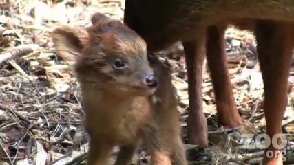 Най - малкият елен в света ! Baby Pudu! One day old