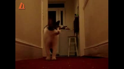 Коте казва Нello