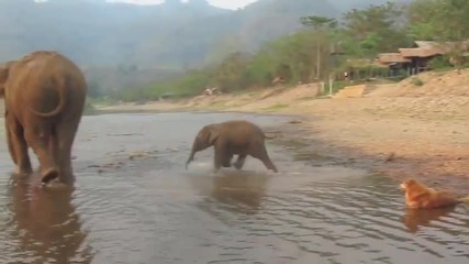 Палаво бебе слонче си играе в калта