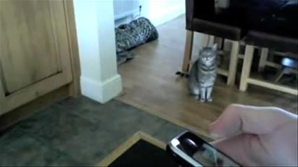 Супер котки