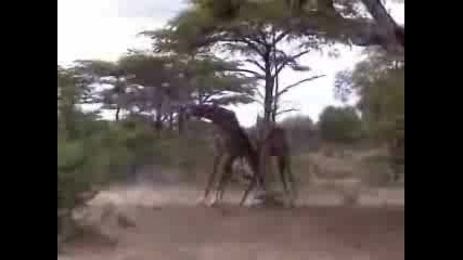 Жирафи Се Бият