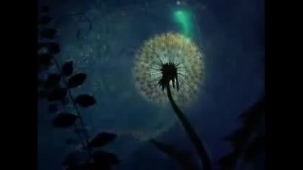 Fantasia - Faries(dance of the Sugar Plum Fairy)
