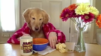 Куче на закуска (смях) 