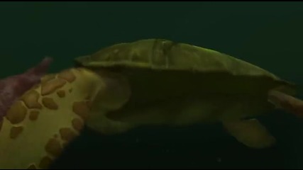 1/3 Морска храна / Морско равнище * Бг Субтитри * анимация (2011) Seefood / Sea Level - animation