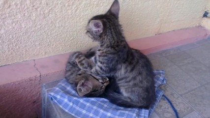 Котка масажира братчето си!