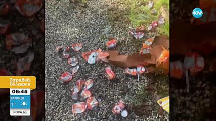 Мечка разби кола в Британска Колумбия и изпи 69 кутии сода