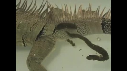 Игуана пърди във водата