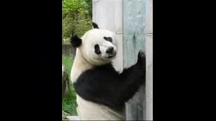 lazy pandas