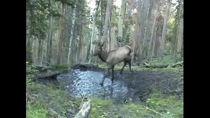 Сърничка си играе с водота 