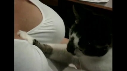 Котка Цомби Кака 