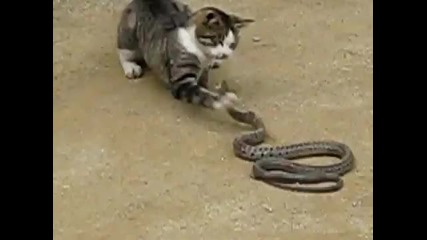 Гладно котенце срещу опасна змия...