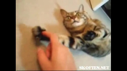 Котка практикува йога