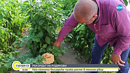 Семейство отгледа най-лютата чушка у нас (ВИДЕО)