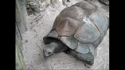 Най - голямата костенурка