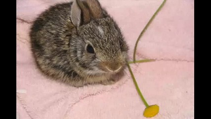 Сладки животни