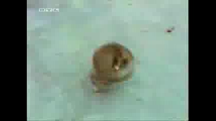 Комични животни