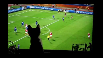 Коте гледа футболен мач