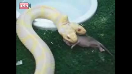 Двуглава змия, яде мишка !!!