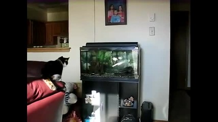 Котка срещу аквариум