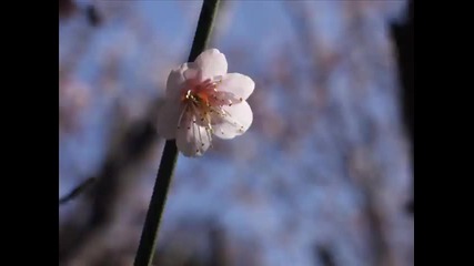 Yuki Kajiura - Grandpas Violin