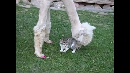 Алпака и малко котенце