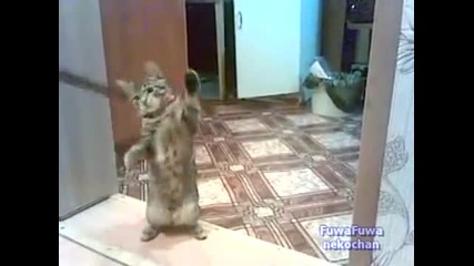 Коте боксьор показва своите умения