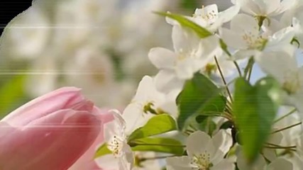 Пролет с разцъфтели дървета... ...(music Andre Rieu)... ...