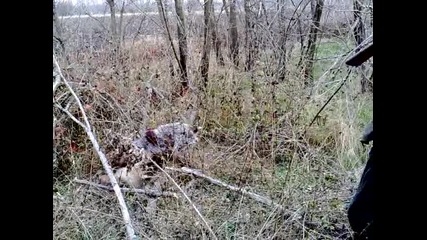 Колеж-"кърчев"-курцхар Фокер лов на фазани 2011г