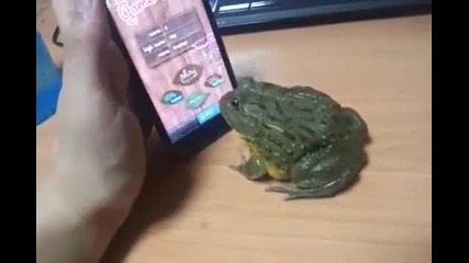 Revenge of the frog