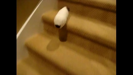 Морско свинче се качва по стълби