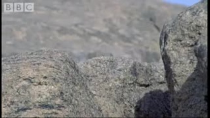 Attenborough Flat Lizard colourful displays & fly catching - Bbc wildlife 