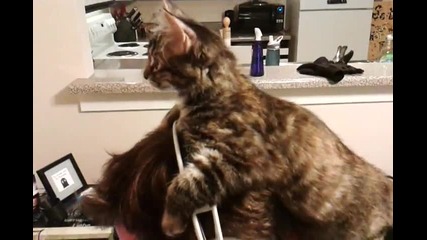Коте - шапка