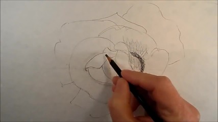Dewdrops, How to Draw a Realistic Rose, Time Lapse
