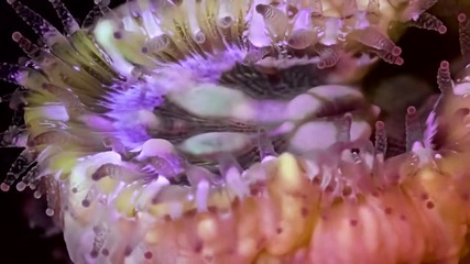 Животът на коралите - Time Lapse