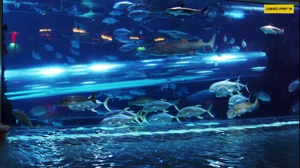 Golden Nugget - красив плувен басейн в Лас Вегас