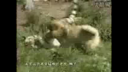 Куче Кангал Срещу Бенгалският Тигър