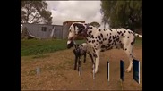Далматинец осинови агне в австралийска ферма