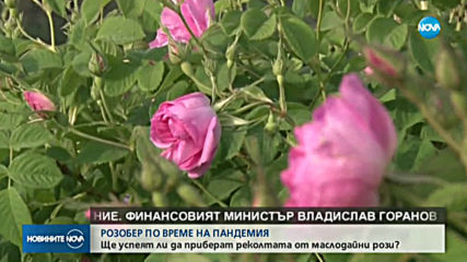 Розоберът у нас е под въпрос