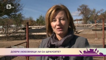 Добри любовници ли са щраусите?