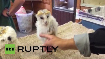 UK: Funky owl shows off its dance moves