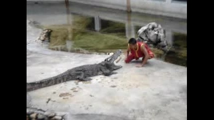 Крокодил Захапва Момче За Ръката