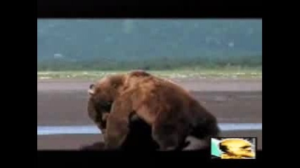 Жесток Бой Между Мечки